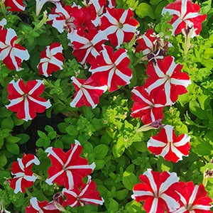Petunias Multishade 25 Plants